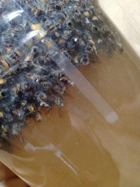 昆虫標本　ニホンミツバチ　1万匹ほど　35度焼酎漬け　25年5月