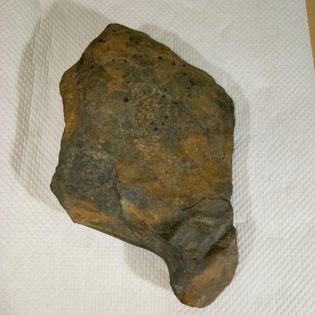 三葉虫　化石　三葉虫化石　究極のレトロ　fossil　大きい　化石管理番号⑱