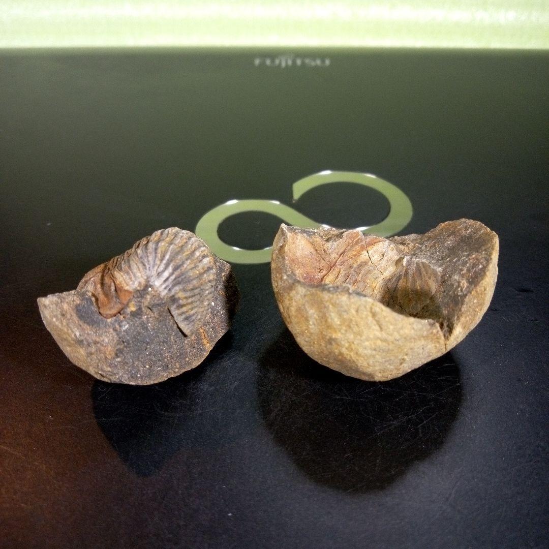 三葉虫　化石　fossil　海　ボリビア産　trilobite　ボリビア化石郡②