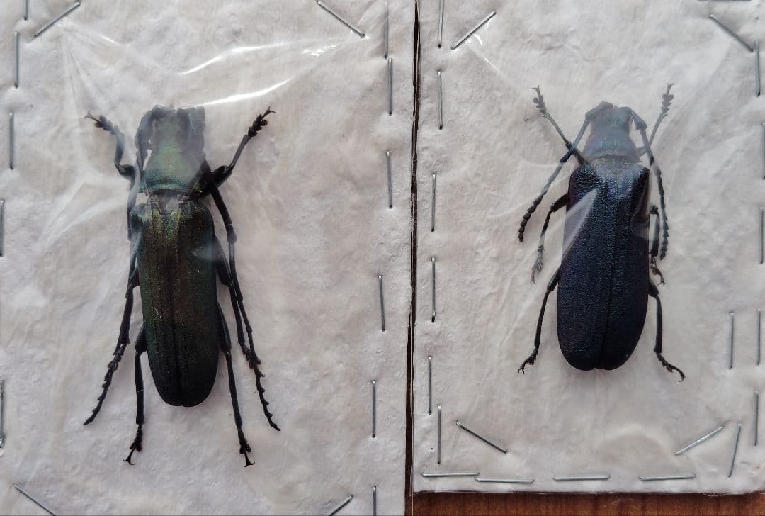 ベトナム産カミキリムシ　ペア