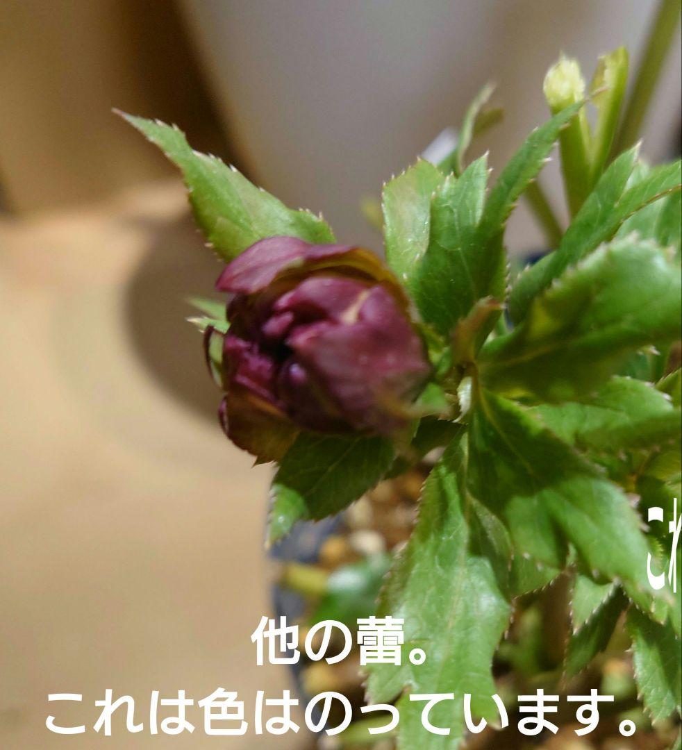 高品質　桜瑪瑙　セット　スフィア　ポイント