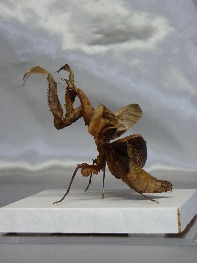 マオウカレハカマキリ ♀ 立体標本　魔王枯葉