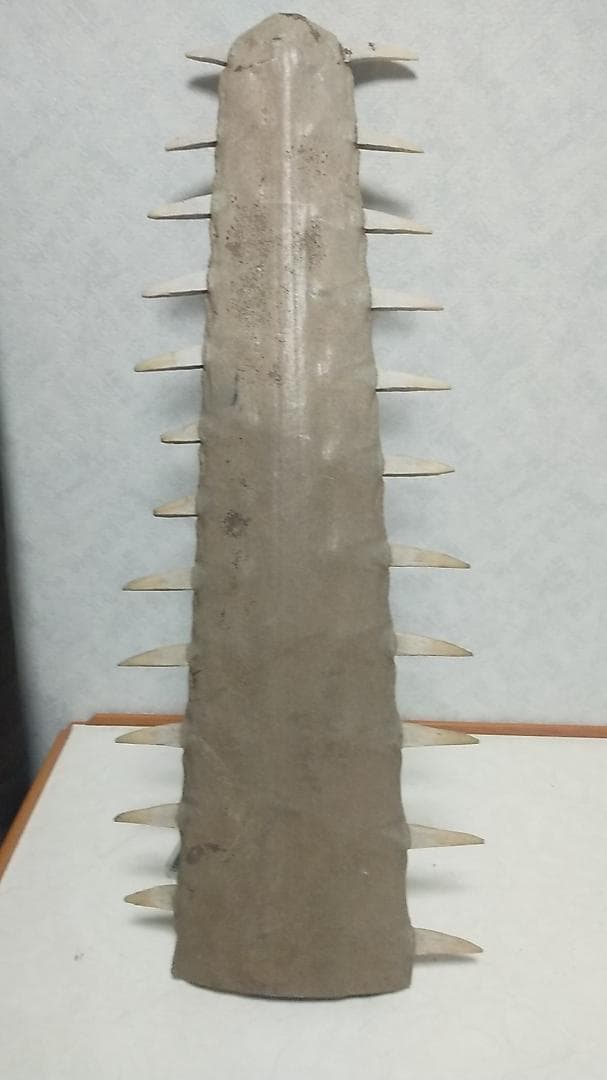 鮫の歯標本