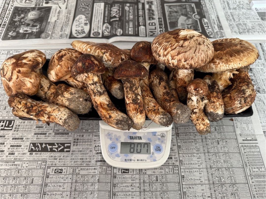 松茸　北海道　800g 訳あり　② 送料込