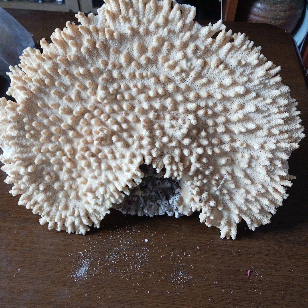 珊瑚