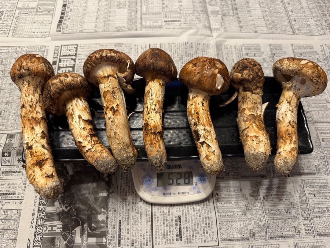松茸　北海道　500g 訳あり　送料込　国産　④