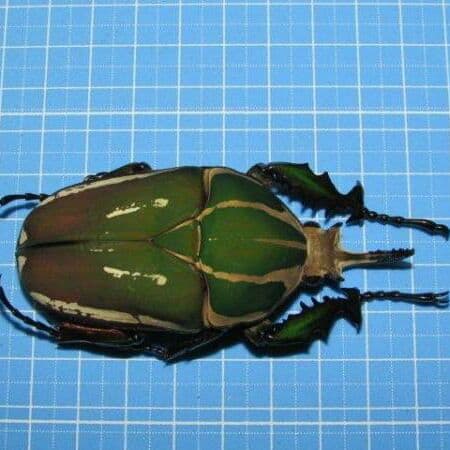 コンゴDR南部産 ポギーオオツノカナブン 褐色 81mm