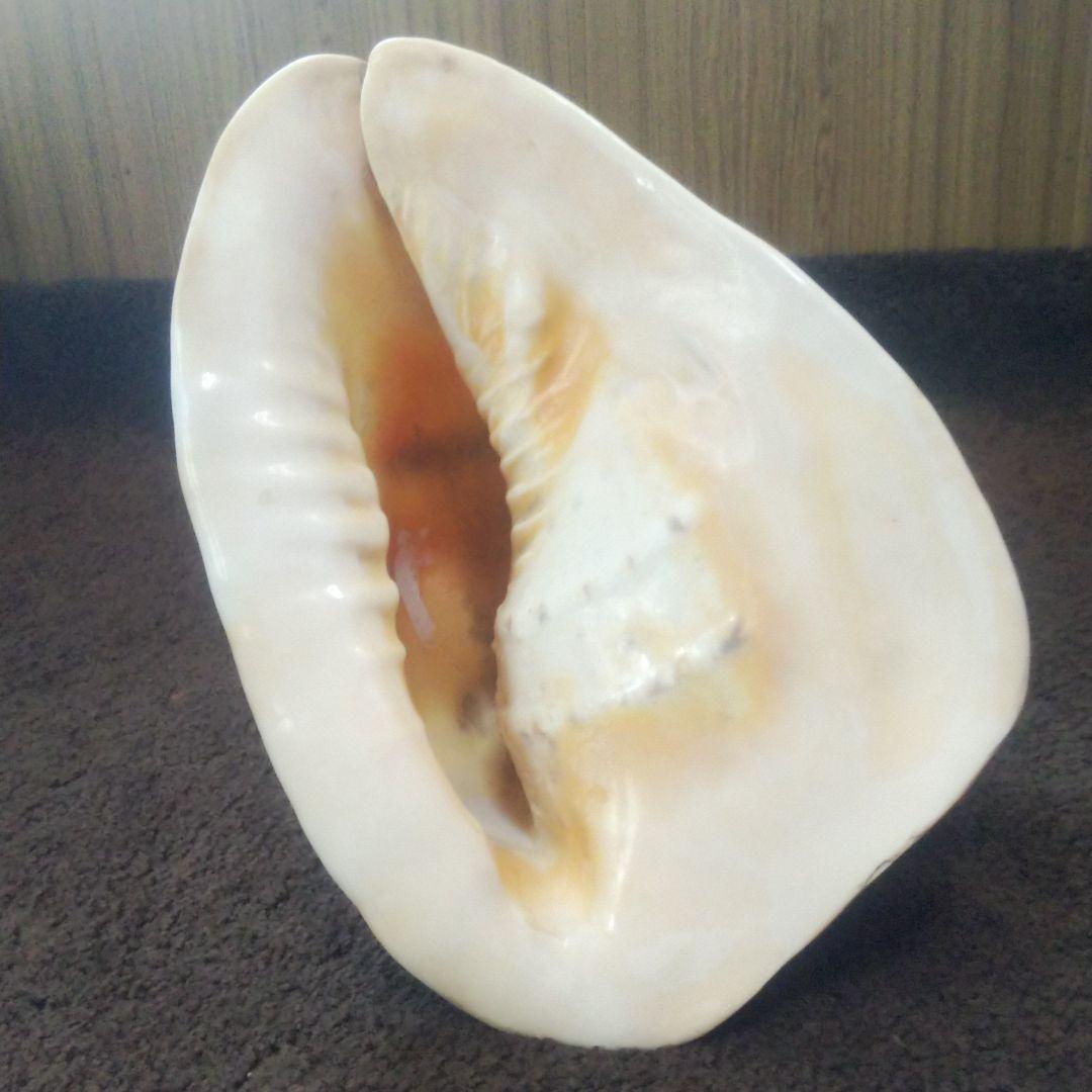 トウカムリ貝