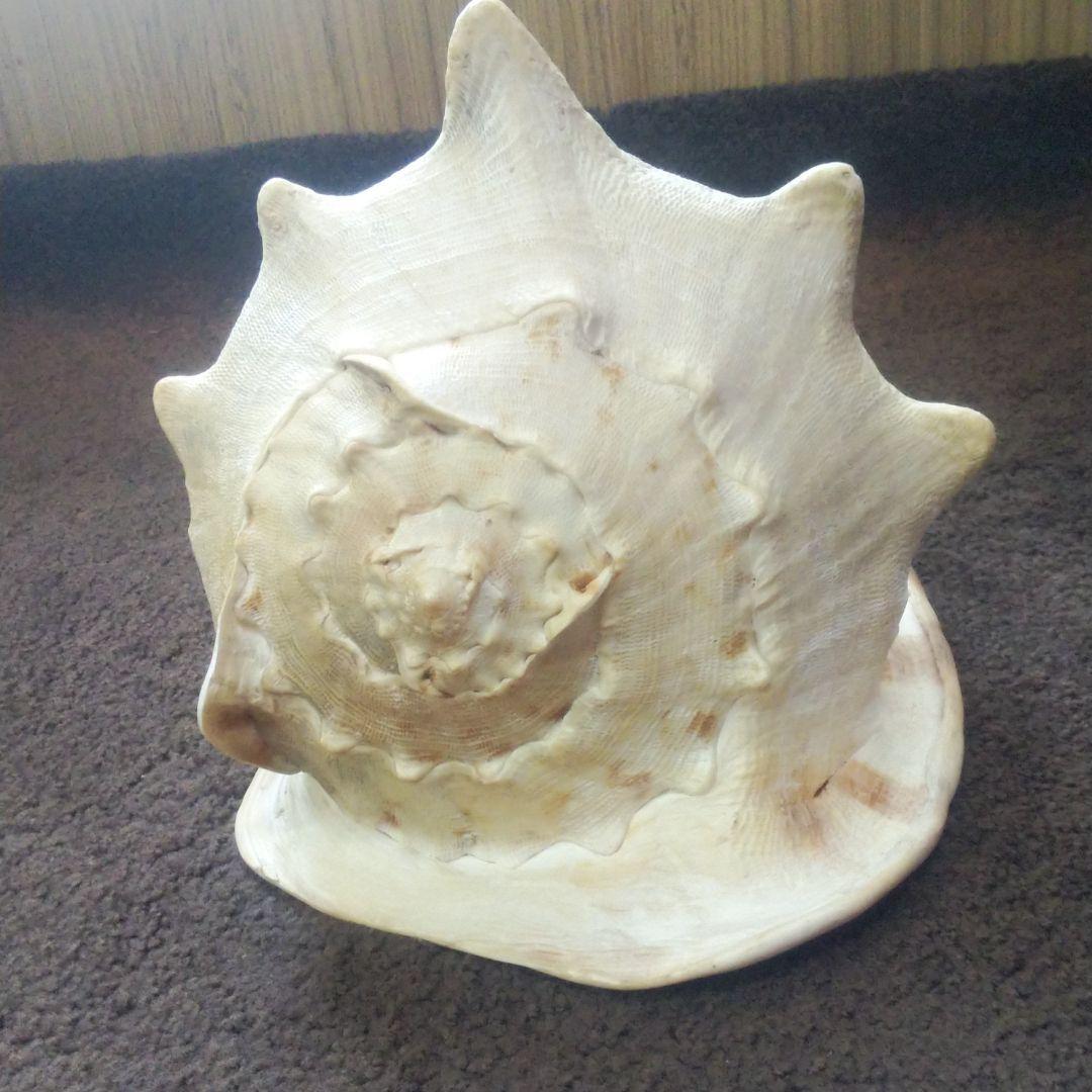 トウカムリ貝