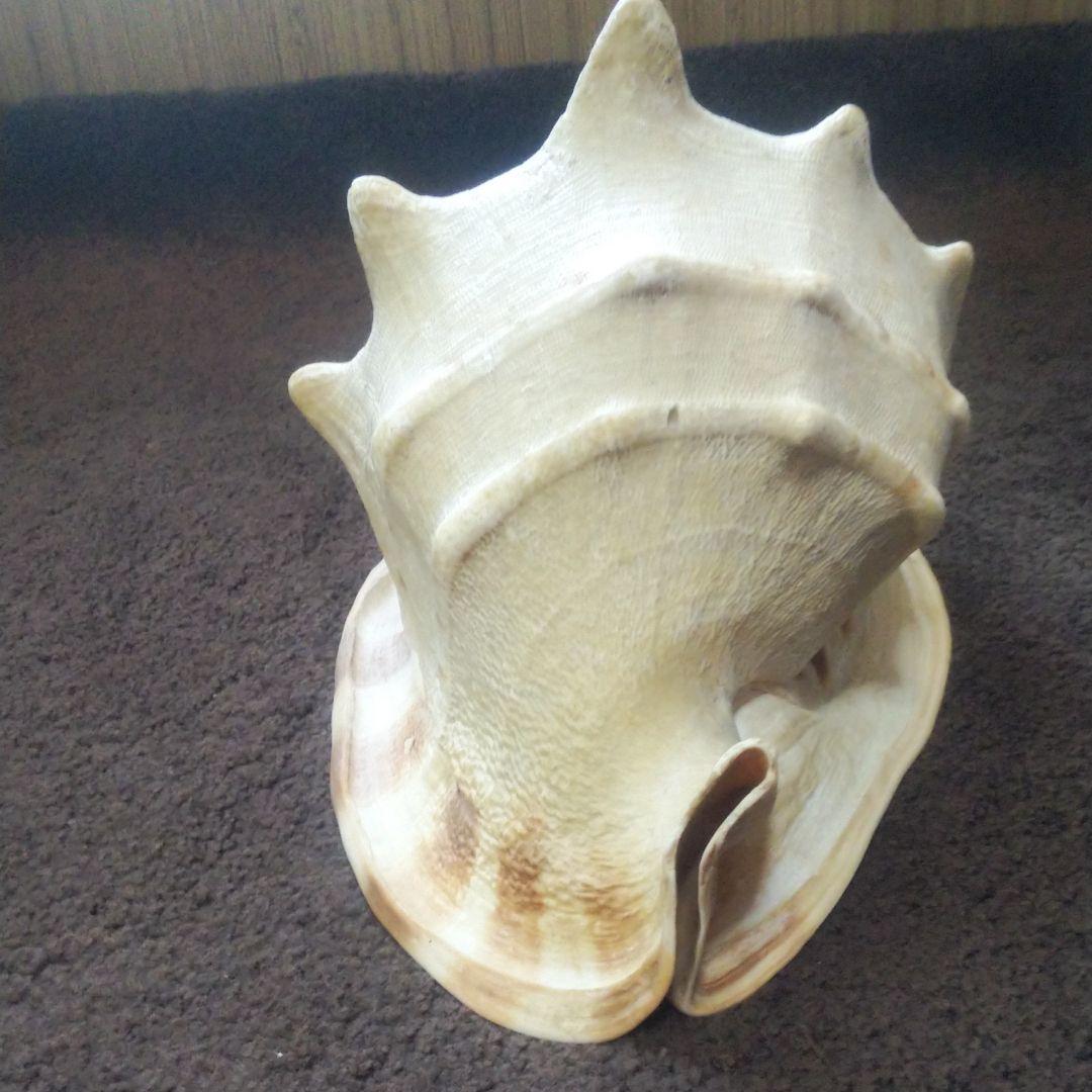 トウカムリ貝
