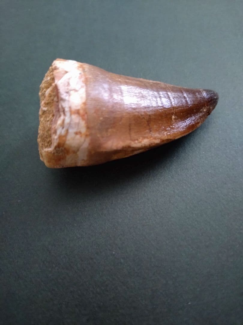 【特大本物】モロッコ産モササウルス（プログナソドン）の歯の化石　約5.5×3cm