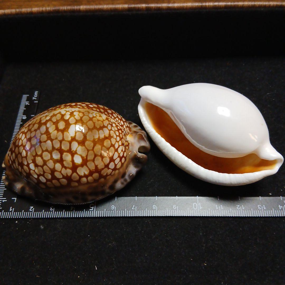 貝殻セット