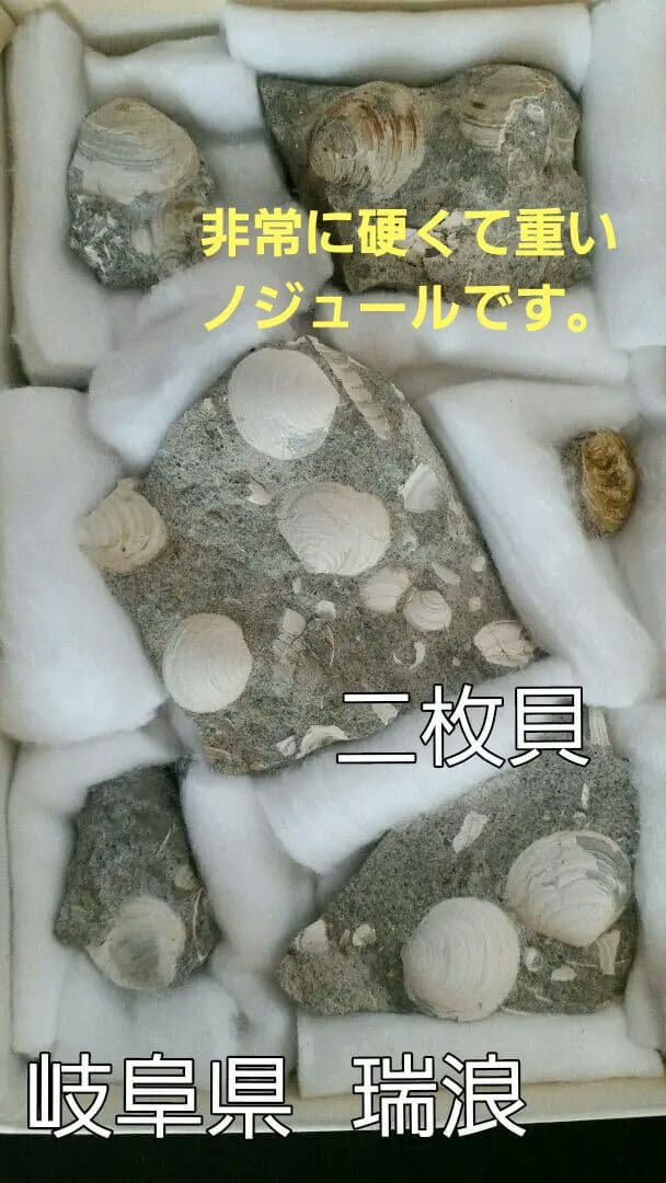 【母岩は最高に硬く重いノジュール】　化石　二枚貝　日本　岐阜県　瑞浪産