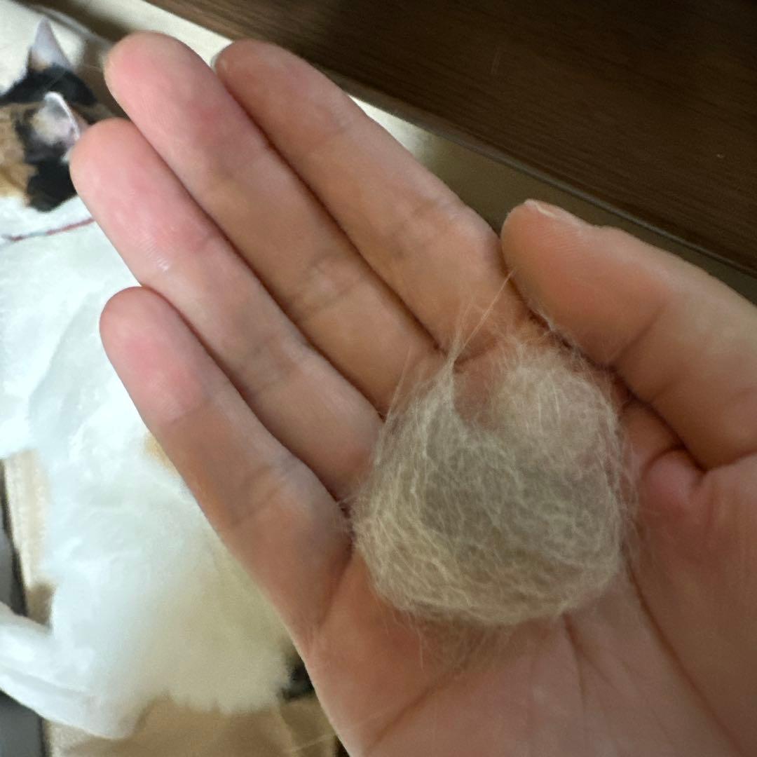 三毛猫の毛