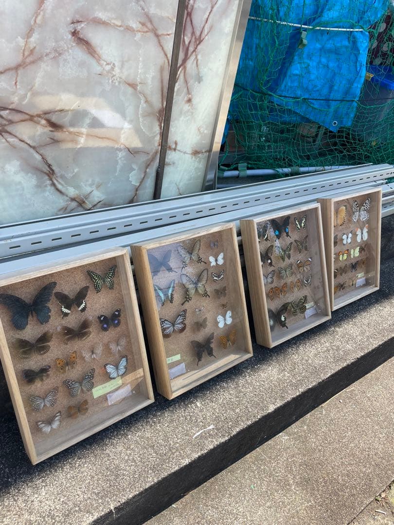 値下げ　蝶　標本　013 ケースサイズ40×30センチ 厚さ6センチ