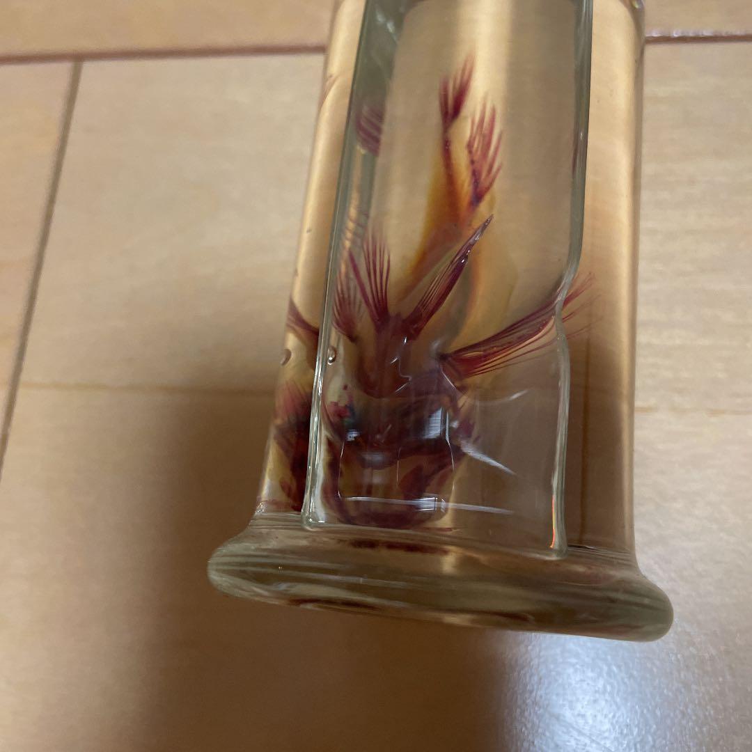 ハオコゼ　標本　化石　透明標本