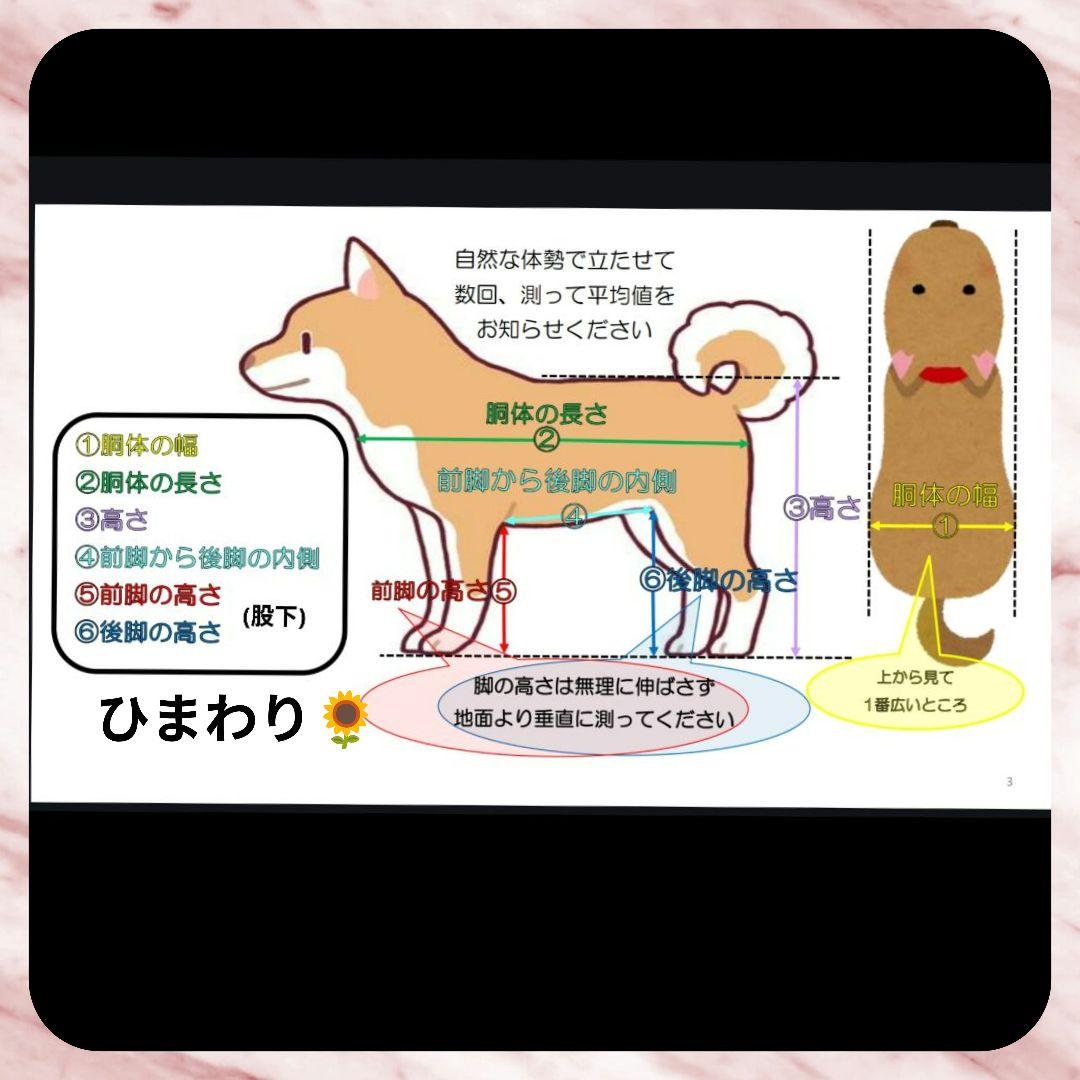 トイプードル4輪　リハビリ　食事補助　犬用車椅子　歩行補助　犬の歩行器