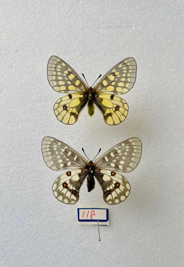 【黒化異常型】P.eversmani（1ペア、シベリア産）