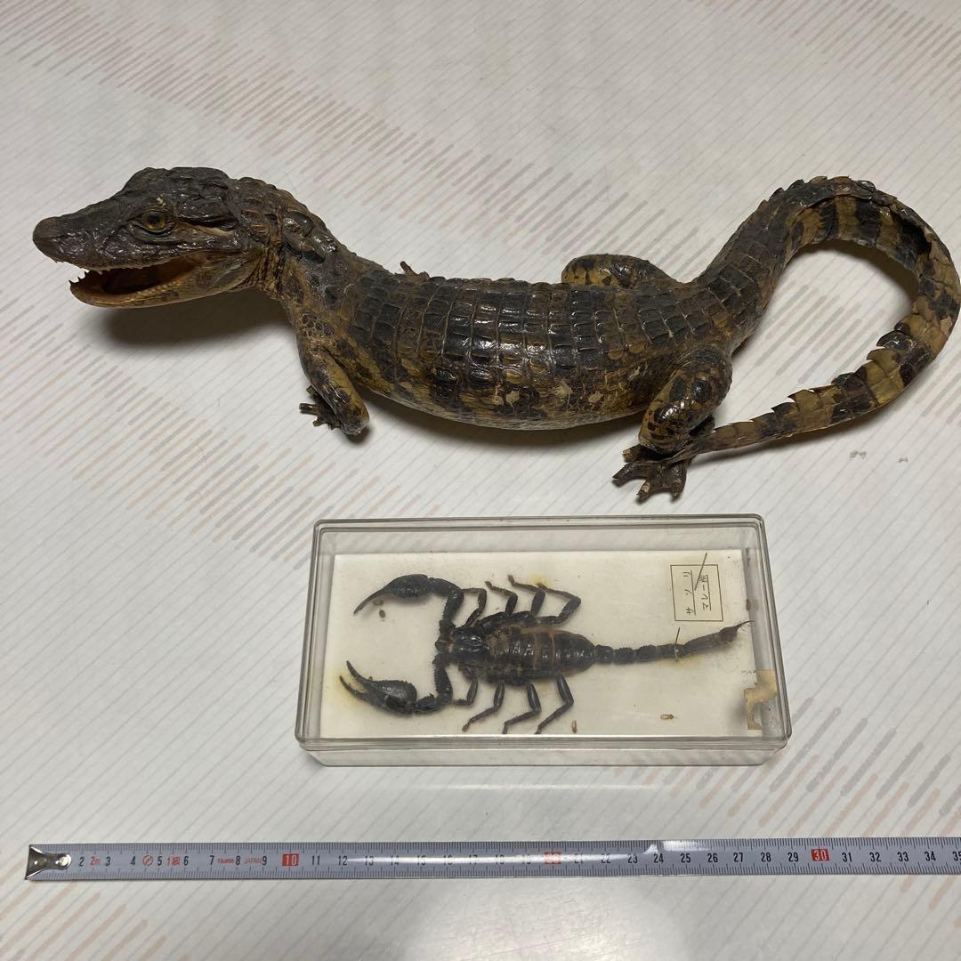 ワニとサソリの剥製セット