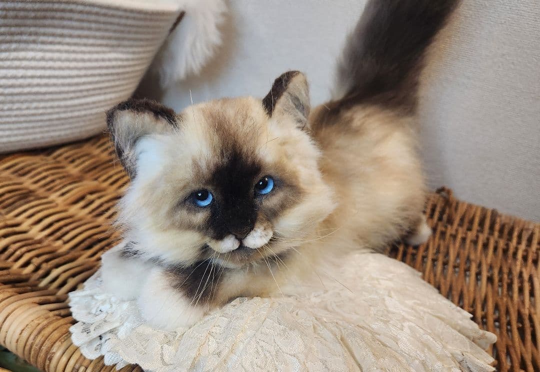 猫 海外作家 リアル アートドール ブライス テディベア
