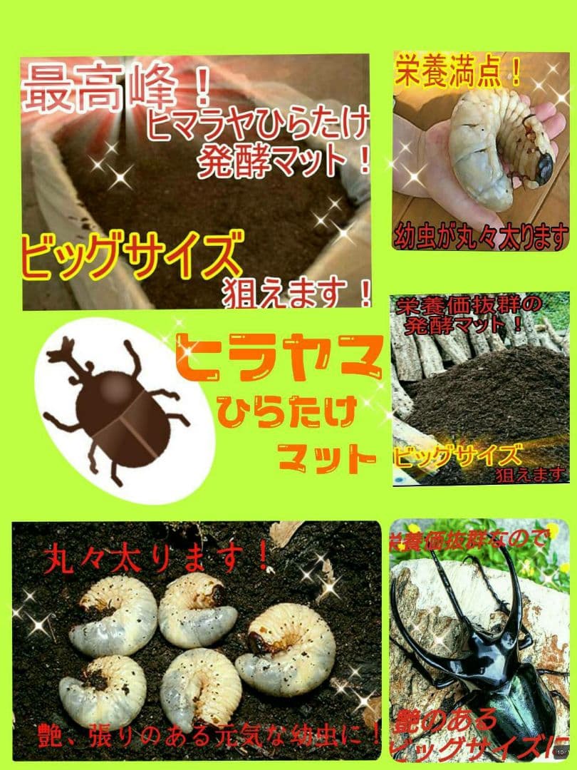 送料無料！80リットル　カブトムシ幼虫の餌！巨大化！ヒマラヤひらたけ発酵マット