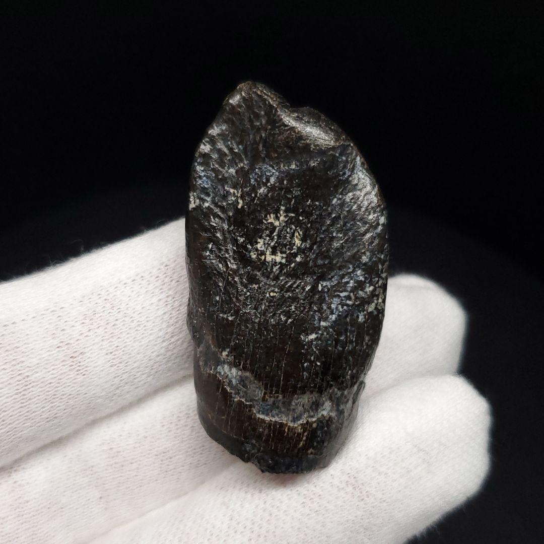 極上 ジョバリア 歯 化石 本物 モロッコ産 41.18mm fr146