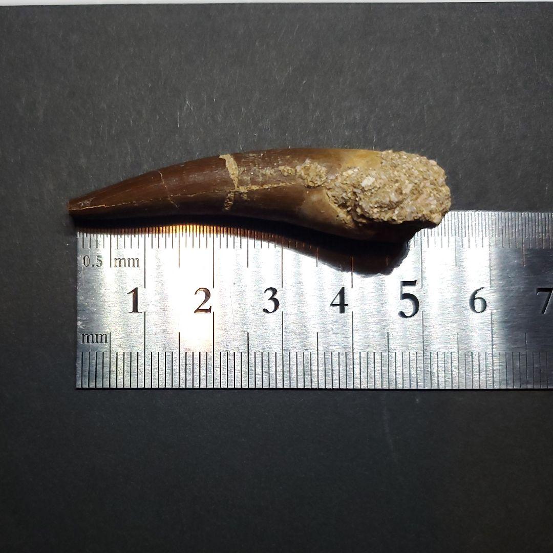 プレシオサウルス 化石 歯 本物 モロッコ産 51mm ケース付 pr110