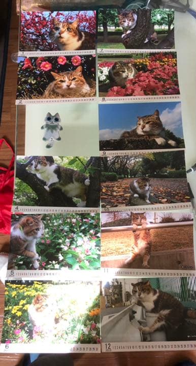 ネコちゃん photo