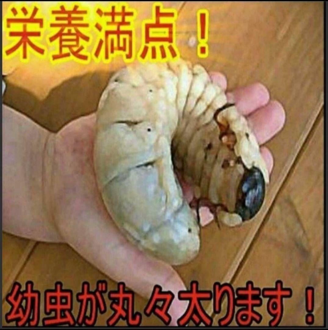 60リットル　ヒマラヤひらたけ発酵カブトムシマット　幼虫がビックサイズになります