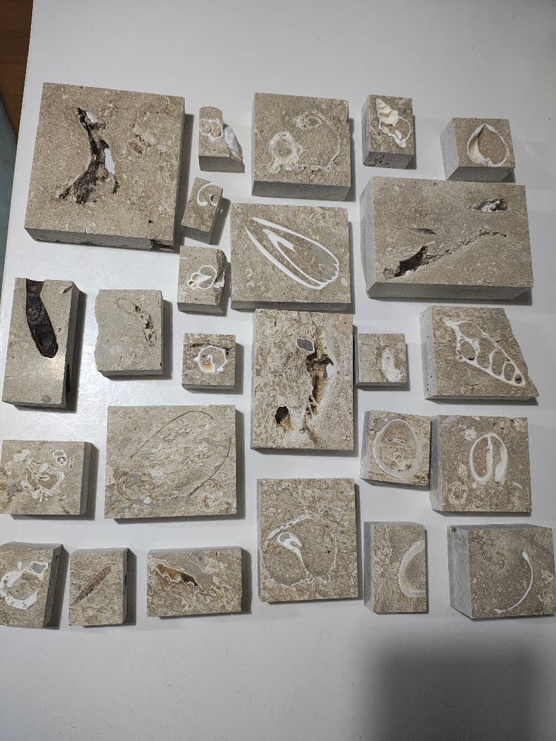 日本産　化石入り大理石(の切れ端)25個セット