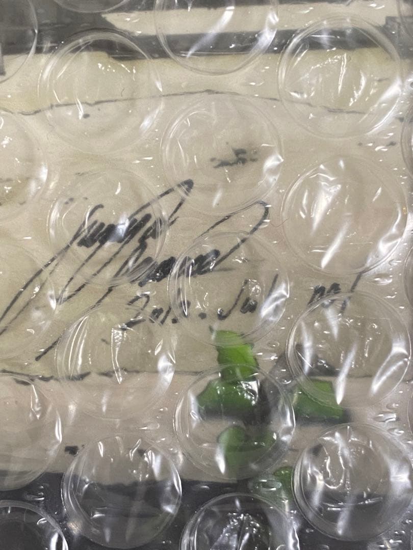 井上淳哉 直筆サイン入り複製原画 シリアルNo.1 BTOOOM! ヒミコ