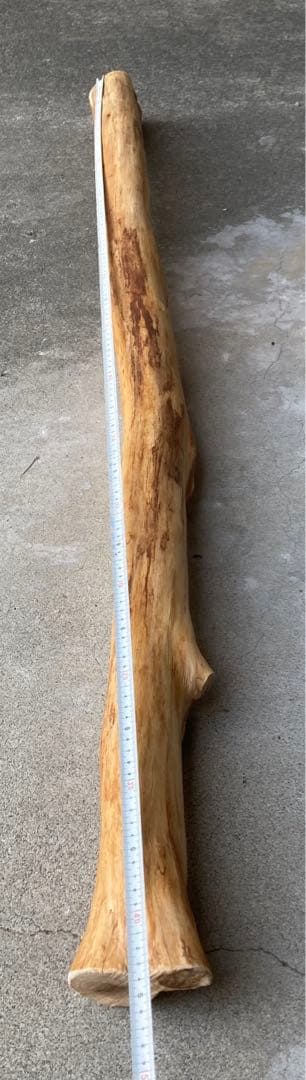 希少　樹齢150〜200年　杉枝　約143cm 鑑賞　庭　インテリア 骨董　華道