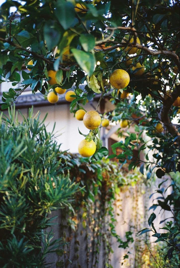 動作確認済 CONTAX T2 Titan Black チタンブラック