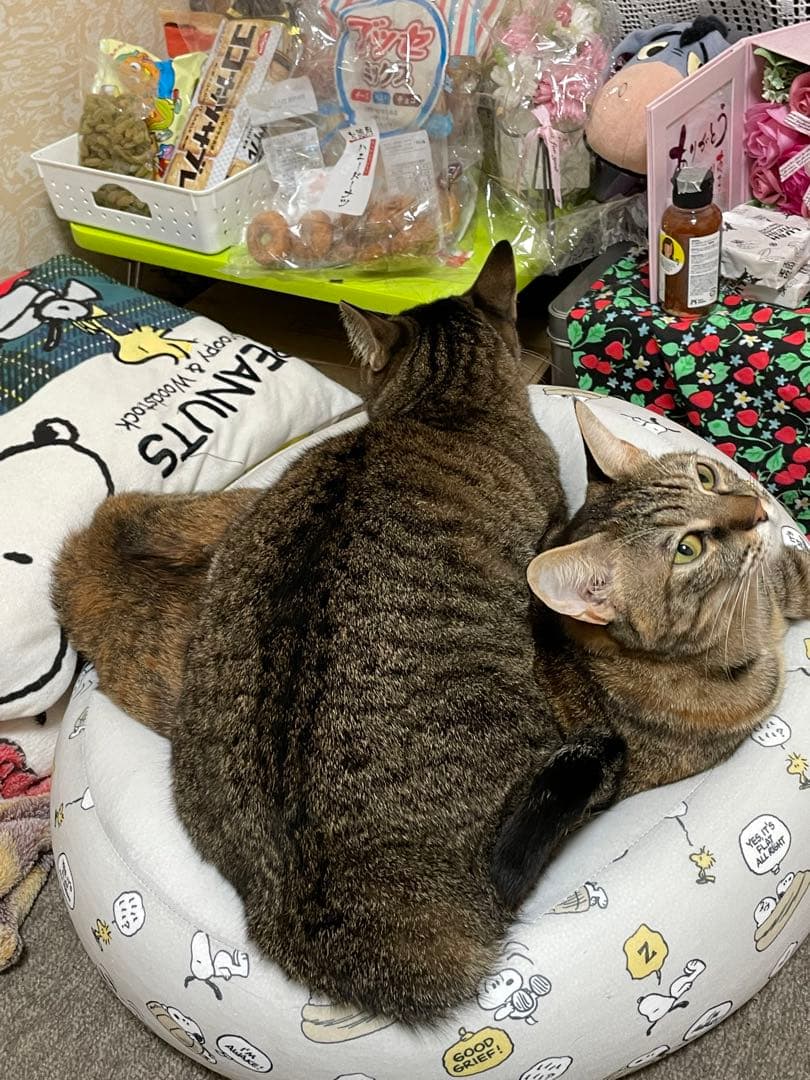 我が家のにゃんこ(*^^*)