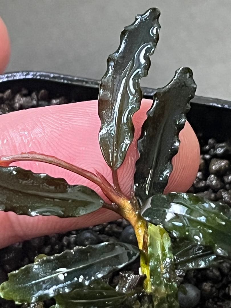 Bucephalandra sp. \