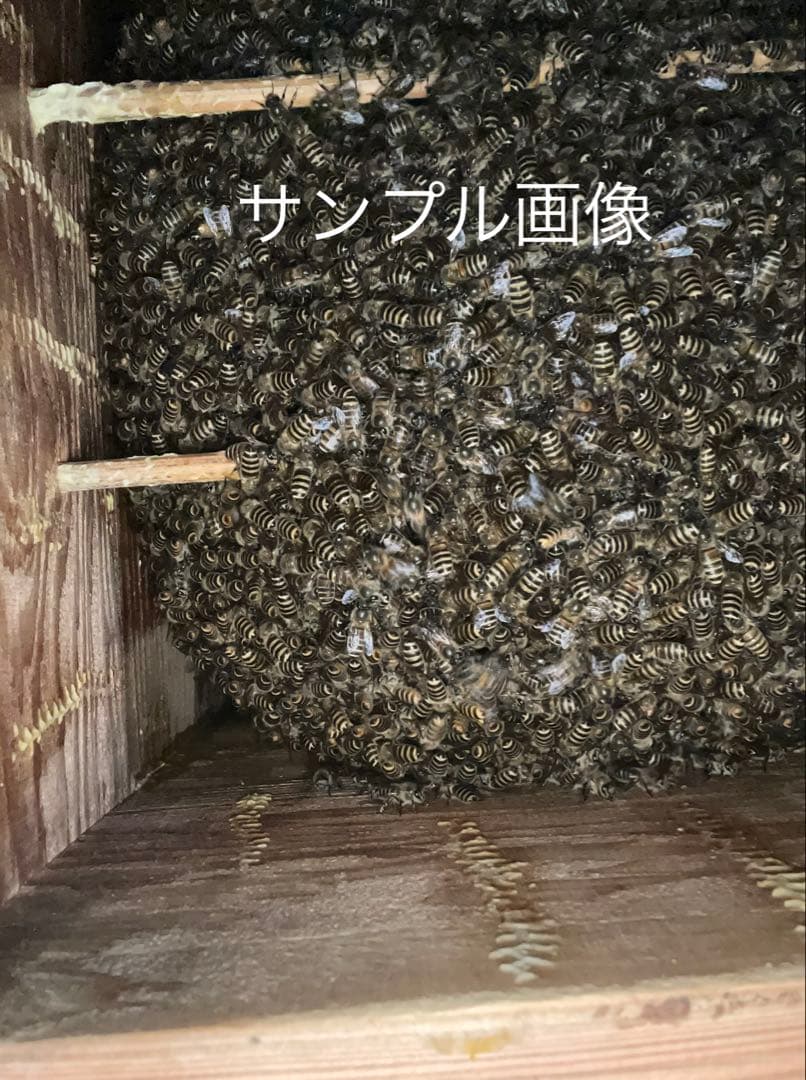 日本蜜蜂重箱式巣箱ハニーズハウス！ロイヤルセット！送料無料！