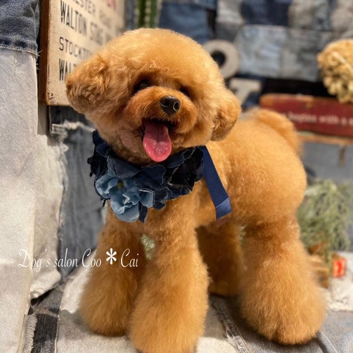 茶々丸