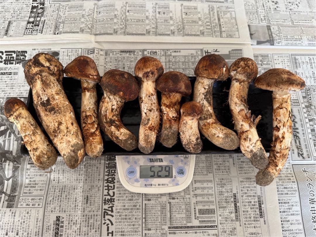 松茸　北海道　500g 訳あり　国産①