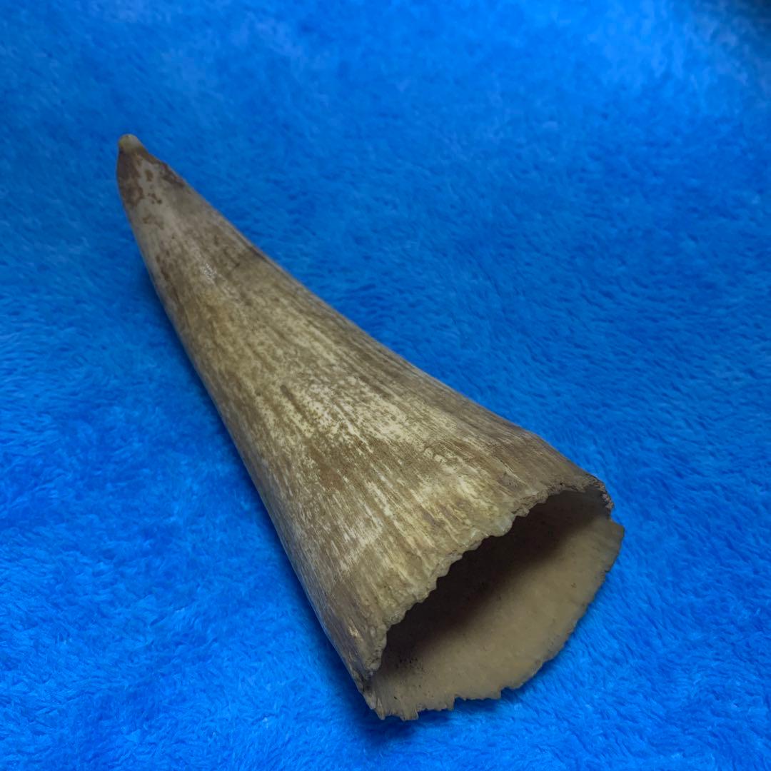 鯨の歯