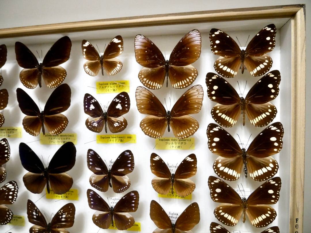 蝶標本 リルマダラ各種 世界産地別コレクション 研究用大型ドイツ箱