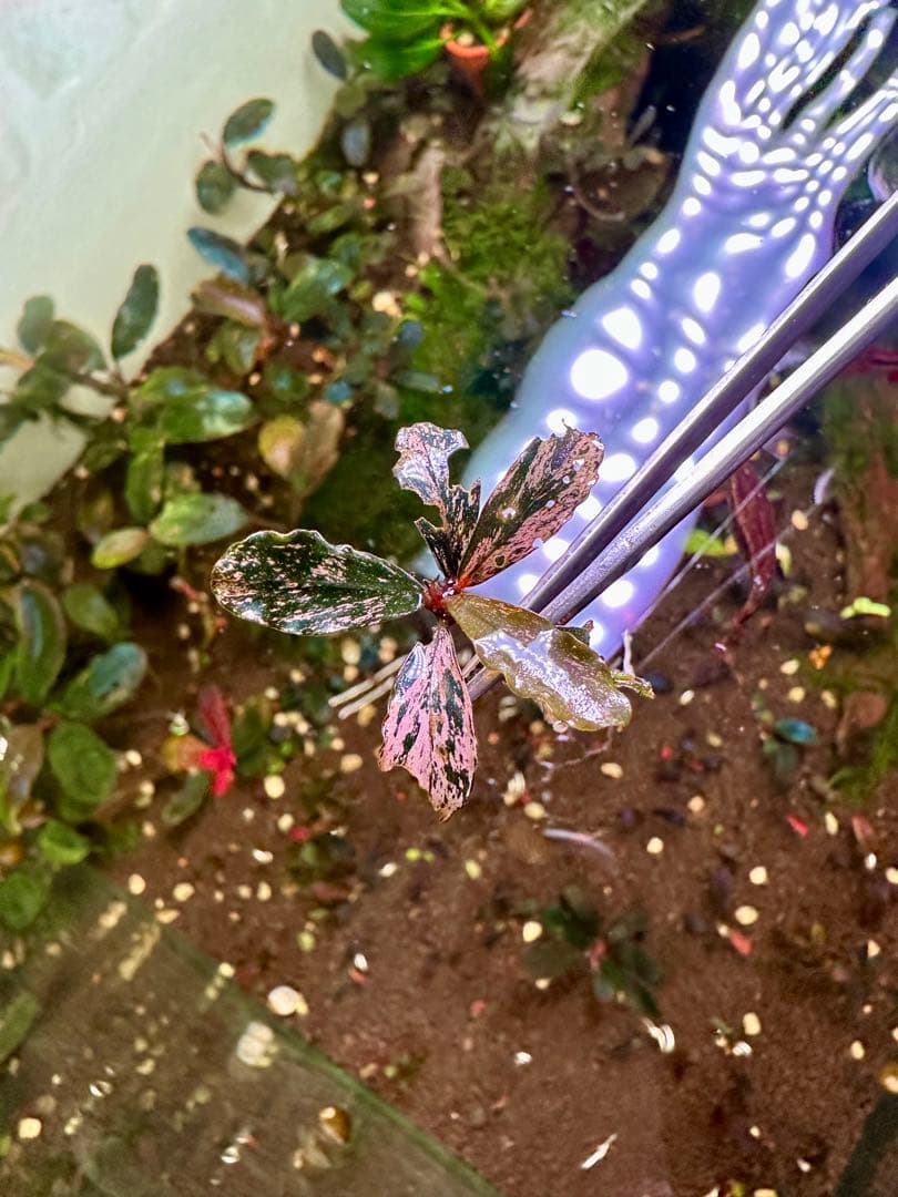 水草 Ayumi