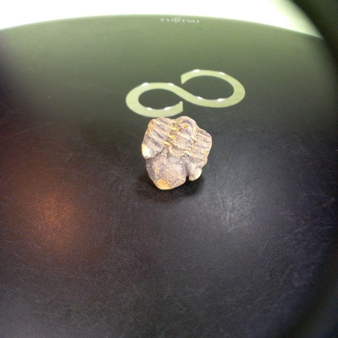 三葉虫　化石　fossil　ボリビア産　trilobite　海生動物個体①
