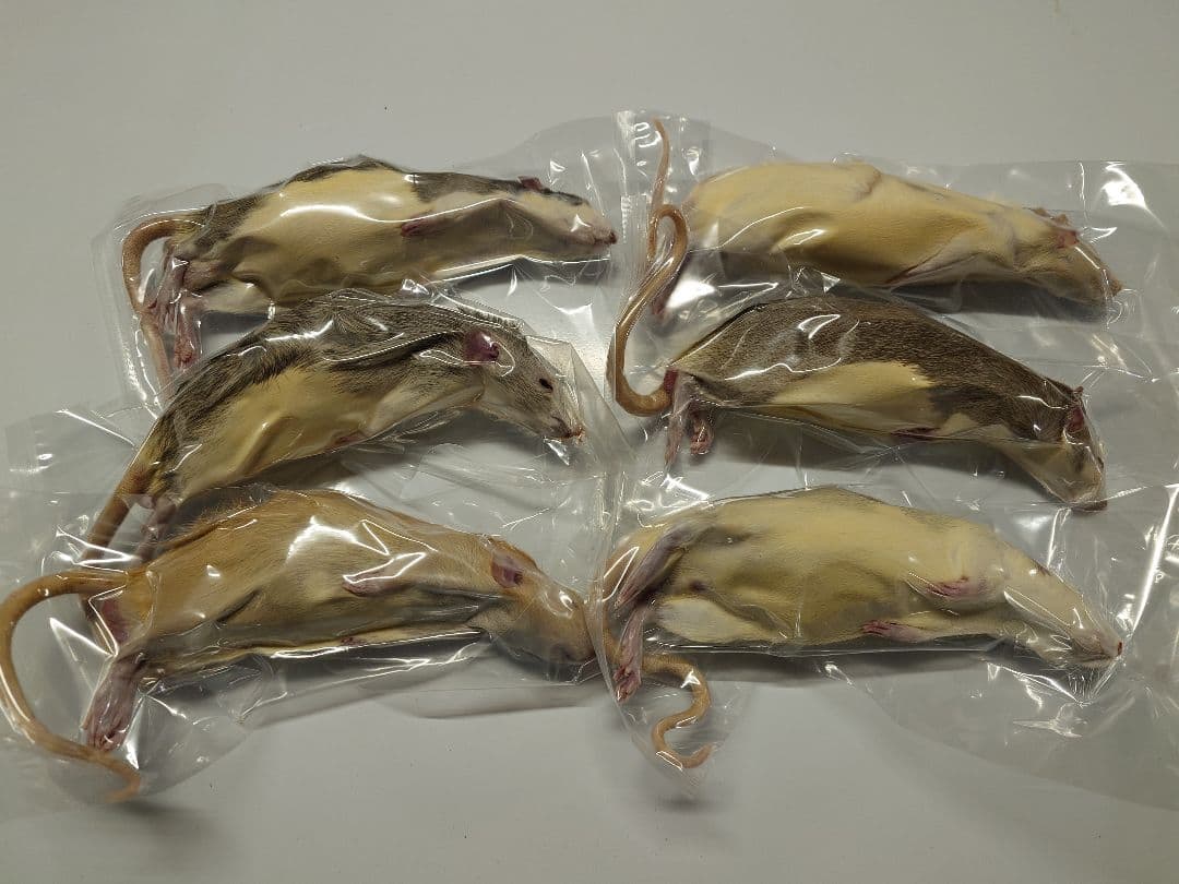 個包装 冷凍ラット 200匹セット 100~130g