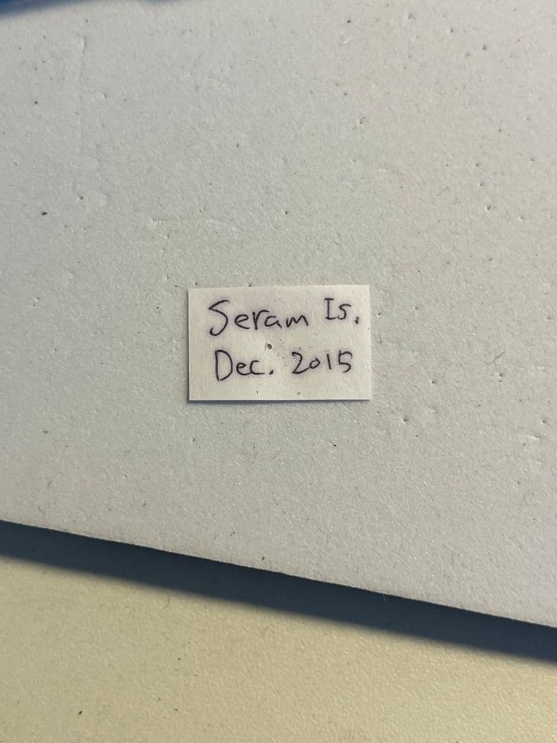 【蝶最大級】ゴライアストリバネアゲハ 外国産蝶標本 蝶 標本メガネトリバネアゲハ