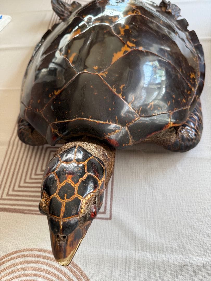 その他 Tartaruga