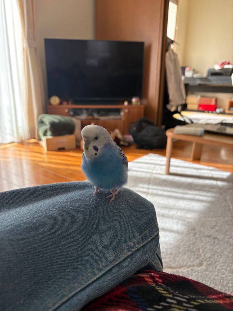 へるめっと