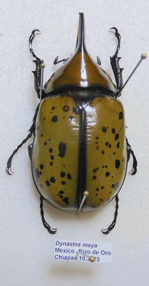 メキシコ産　マヤシロカブト 64mm