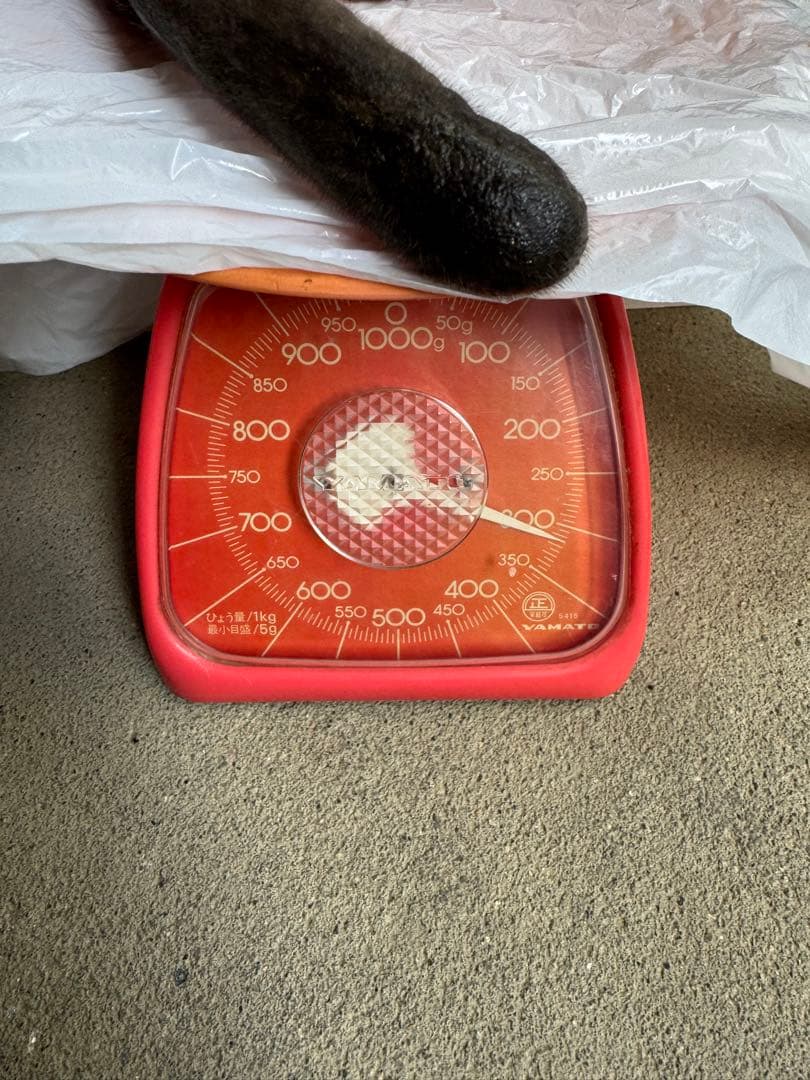 鹿茸約620g