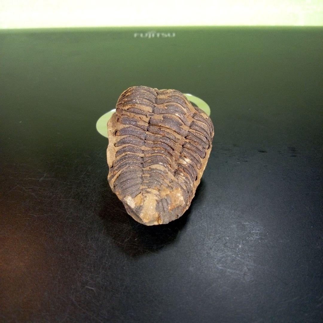 三葉虫　化石　ボリビア産　南アメリカ　trilobite　Bolivia三葉虫④