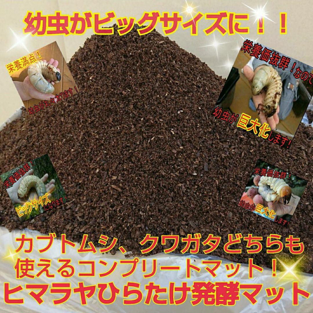送料無料！カブトムシ幼虫の餌！栄養価抜群なので大きくなります！クワガタにも使える